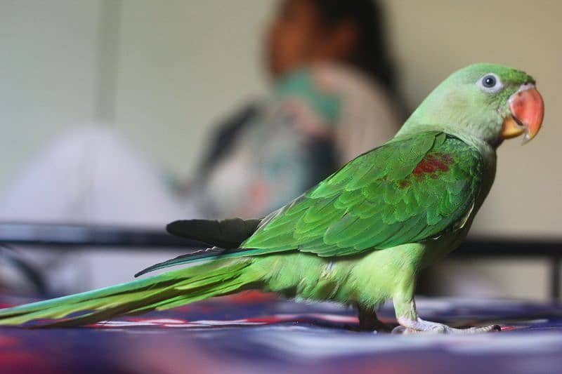 I am selling raw parrot female age 5 month urgent sale 4