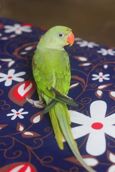 I am selling raw parrot female age 5 month urgent sale 5