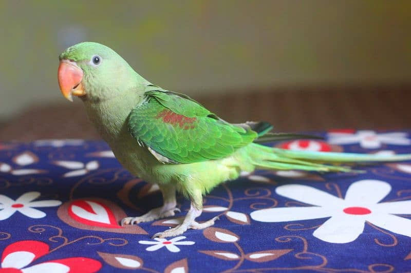 I am selling raw parrot female age 5 month urgent sale 6