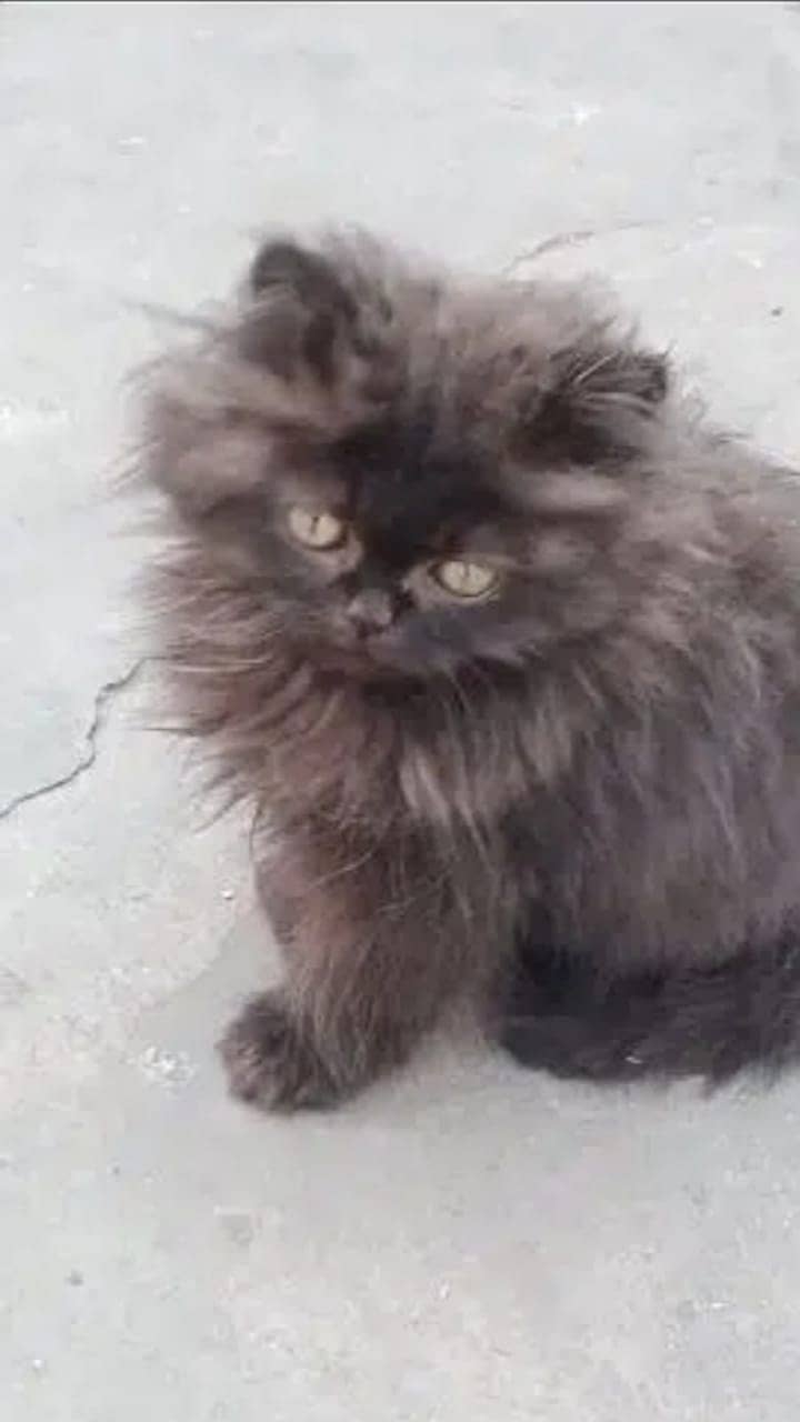 persian cat | persian kitten | 03278529846 kittens | cats | long coat 6