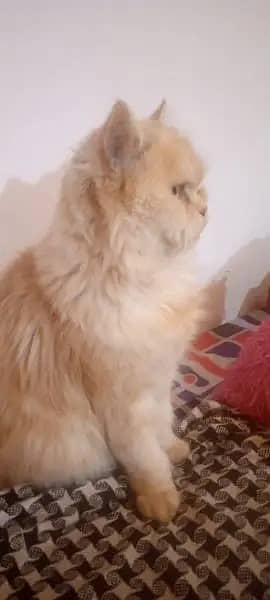 persian cat | persian kitten | 03278529846 kittens | cats | long coat 8