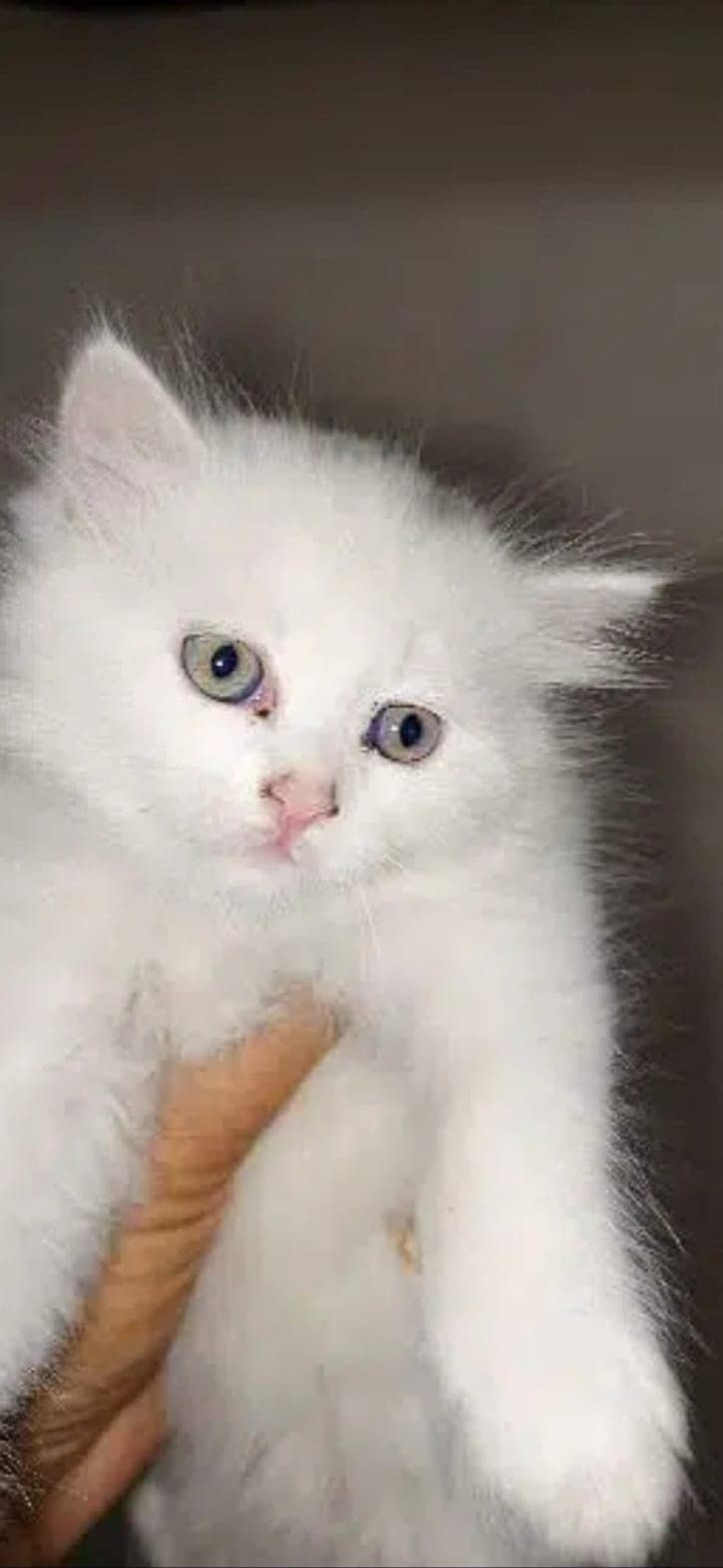 persian cat | persian kitten | 03278529846 kittens | cats | long coat 11