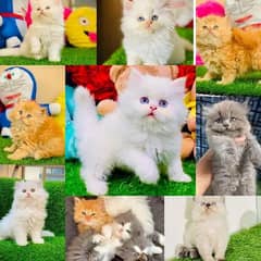 persian cat | persian kitten | 03278529846 kittens | cats | long coat