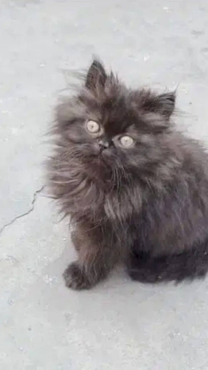 persian cat | persian kitten | 03278529846 kittens | cats | long coat 13