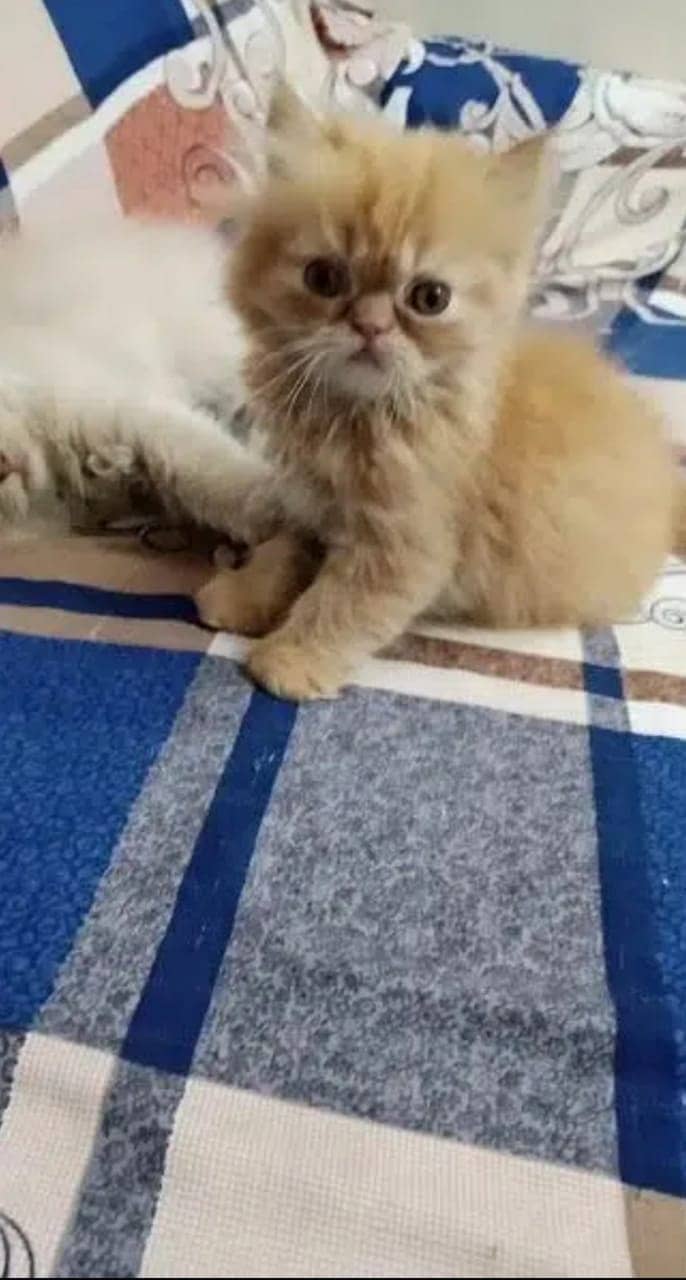 persian cat | persian kitten | 03278529846 kittens | cats | long coat 14