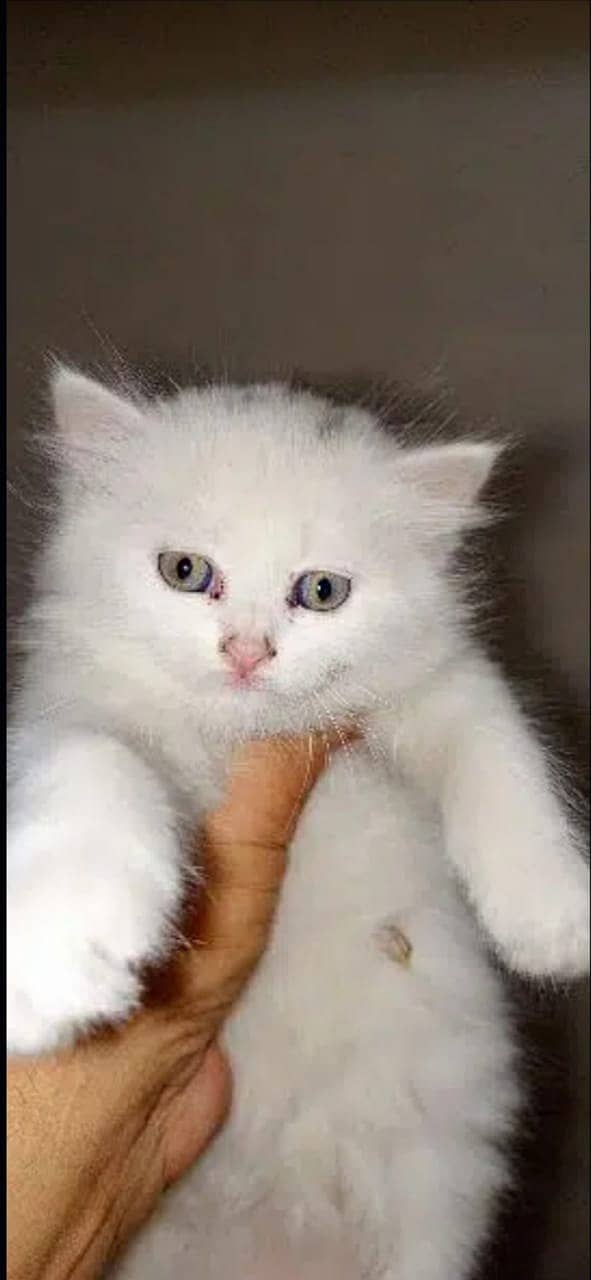 persian cat | persian kitten | 03278529846 kittens | cats | long coat 16