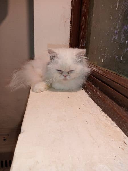 Punch face Persian cat breeder female 1