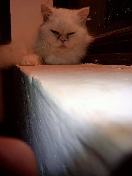 Punch face Persian cat breeder female 2