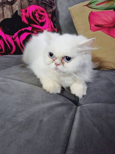 Punch face Persian cat breeder female 3