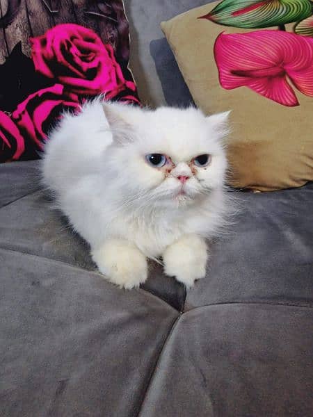 Punch face Persian cat breeder female 4