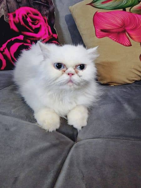 Punch face Persian cat breeder female 5