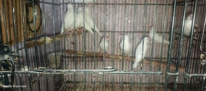 white java breeder pair 0