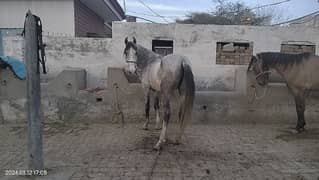 beautiful sawa horse for sale 03025437796