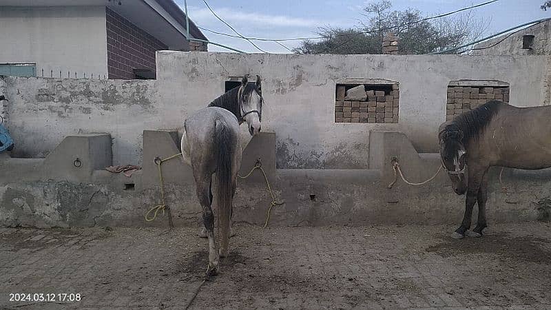 beautiful sawa horse for sale 03025437796 1