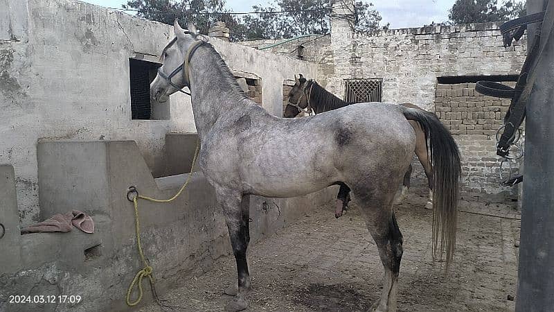 beautiful sawa horse for sale 03025437796 2