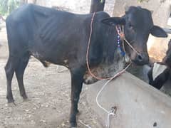 beautiful bull bilkul sasta rabta number 03027388264