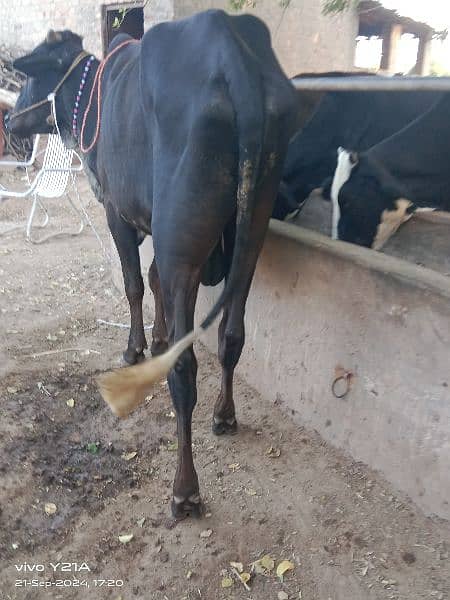 beautiful bull bilkul sasta rabta number 03027388264 1