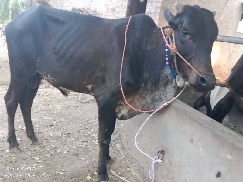 beautiful bull bilkul sasta rabta number 03027388264 2