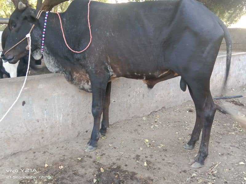 beautiful bull bilkul sasta rabta number 03027388264 3