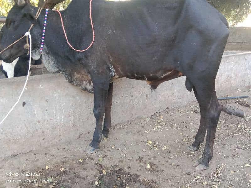 beautiful bull bilkul sasta rabta number 03027388264 4