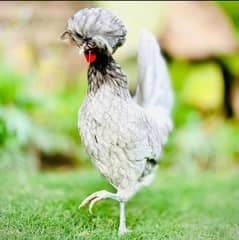 Silky,Polish,Bantam,heavy,ayam cemani