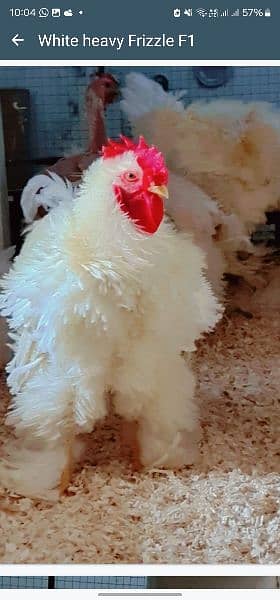 Silky,Polish,Bantam,heavy,ayam cemani 2