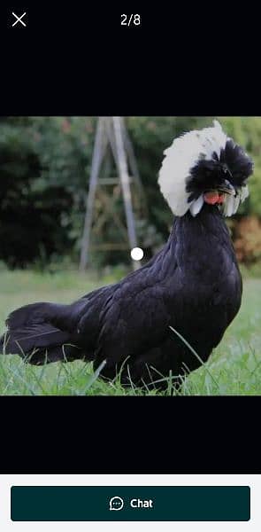 Silky,Polish,Bantam,heavy,ayam cemani 3