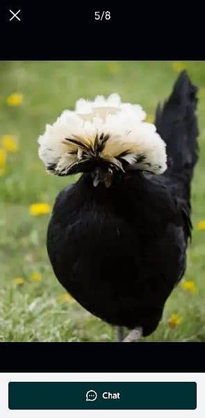 Silky,Polish,Bantam,heavy,ayam cemani 4