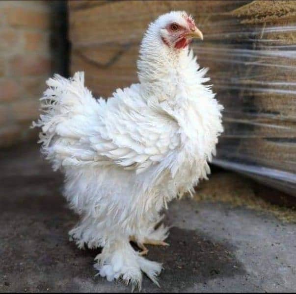 Silky,Polish,Bantam,heavy,ayam cemani 5