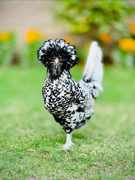 Silky,Polish,Bantam,heavy,ayam cemani 8