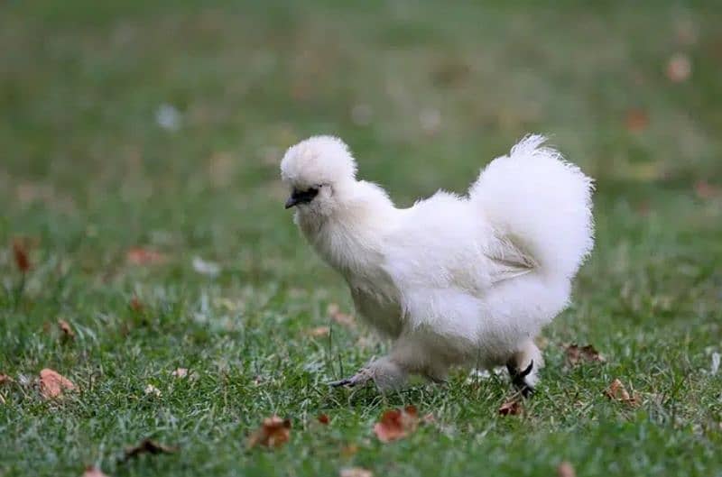 Silky,Polish,Bantam,heavy,ayam cemani 11