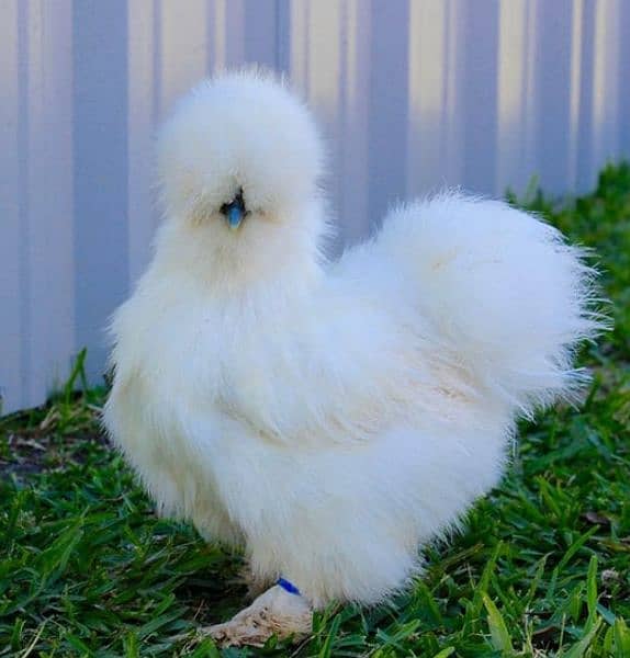 Silky,Polish,Bantam,heavy,ayam cemani 12