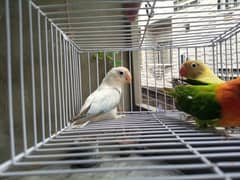 Love Birds Breeder Pairs