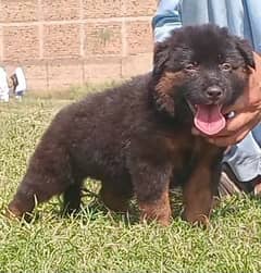 long coat Black Mass puppy mail 2 month available for sale 0