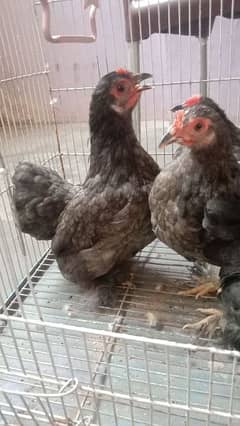 blue bantam 1 male 2 female  03155460044