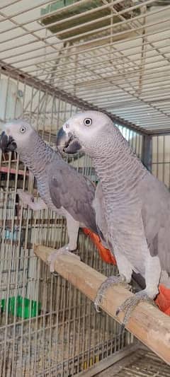 2 Congo African Grey Parrot pairs