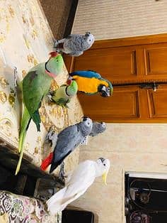 parrot chicks | macaw parrot | cockatoo parrot | grey parrot