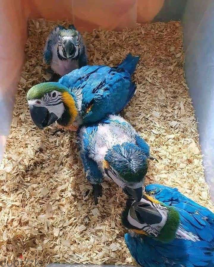 parrot chicks | macaw parrot | cockatoo parrot | grey parrot 5