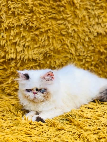 Persian Peki kittens for sale 2