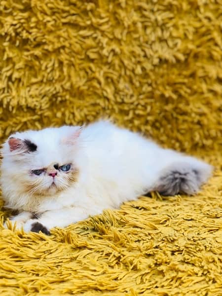 Persian Peki kittens for sale 3