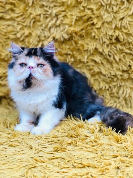 Persian Peki kittens for sale 4