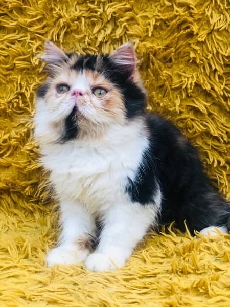 Persian Peki kittens for sale 6