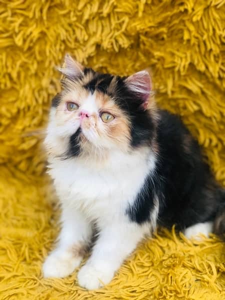 Persian Peki kittens for sale 7