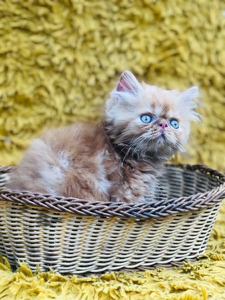 Persian Peki kittens for sale 8