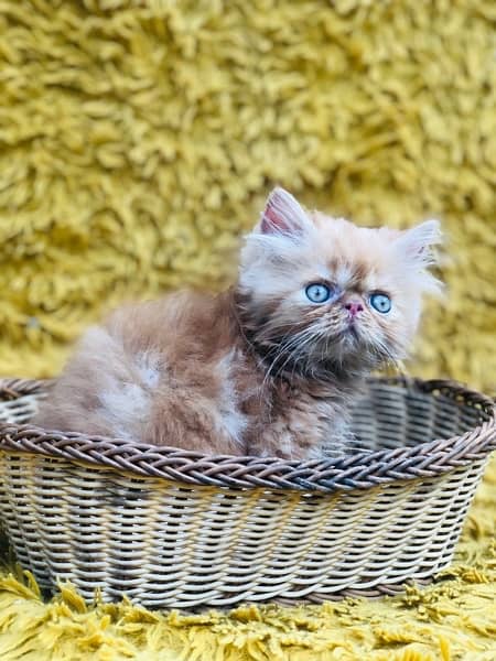 Persian Peki kittens for sale 9