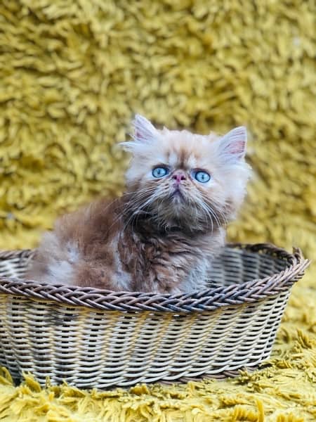 Persian Peki kittens for sale 10