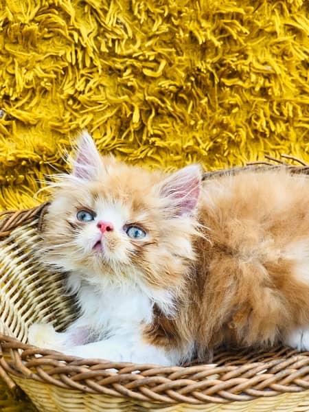 Persian Peki kittens for sale 11