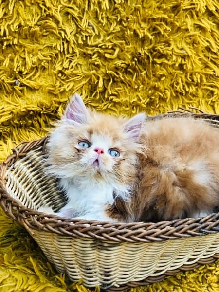 Persian Peki kittens for sale 12