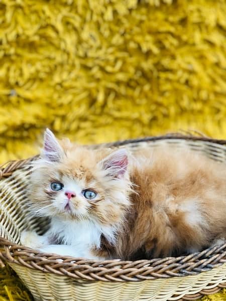 Persian Peki kittens for sale 13