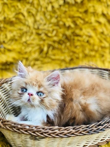 Persian Peki kittens for sale 14